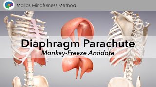 Diaphragm Parachute – Monkey-Freeze Antidote