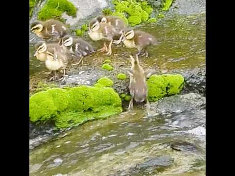 1羽だけ滑り落ちたヒナ、ガン見される💦【カルガモ親子】