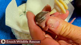 Baby Chipmunk Raised and Released Back to the Wild!