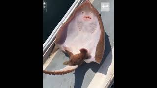 بين النقد والضحك ..حصد فيديو لصياد أمريكي يدغدغ سمكة أكثر من 120 مليون مشاهدة