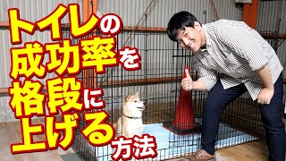 ワンちゃんのトイレの成功率を格段に上げる方法をお教えします愛犬のトイレでお悩みの方必見