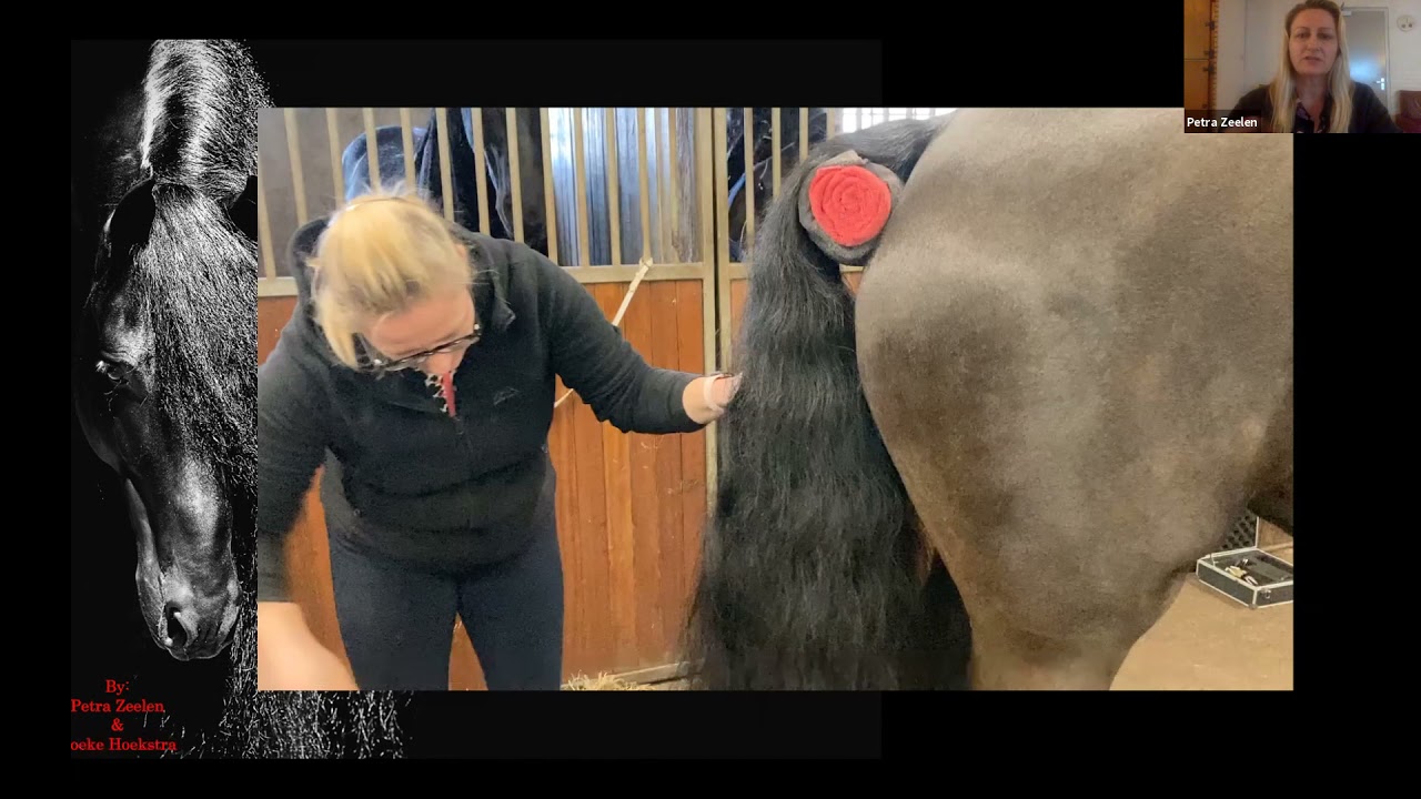 Preparing your Friesian for the Inspection…Part II