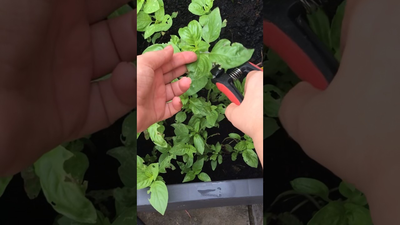 Forcing my husband to eat vegetables like broccoli 🥦 