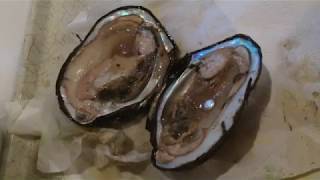 Harvesting Pearls in the United States