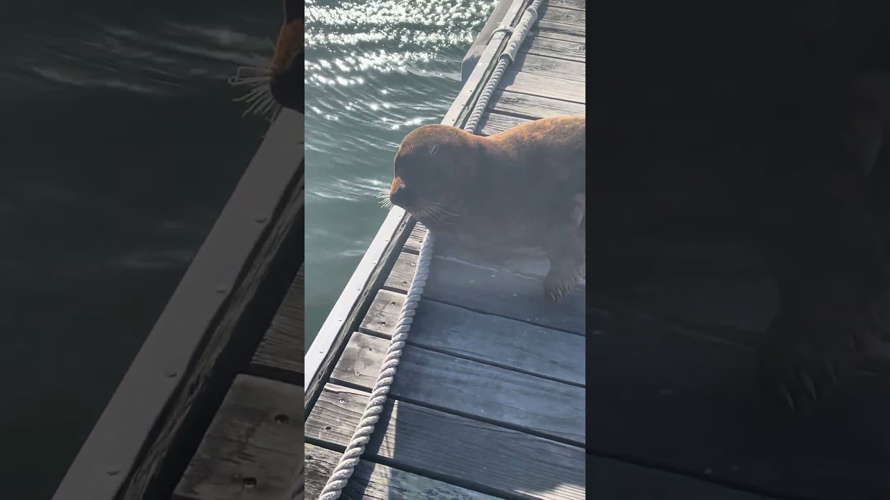 My crazy dock neighbor!! #petsofyoutube #sailing #travel #boatlife