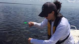 How to ID an Inshore Lizardfish