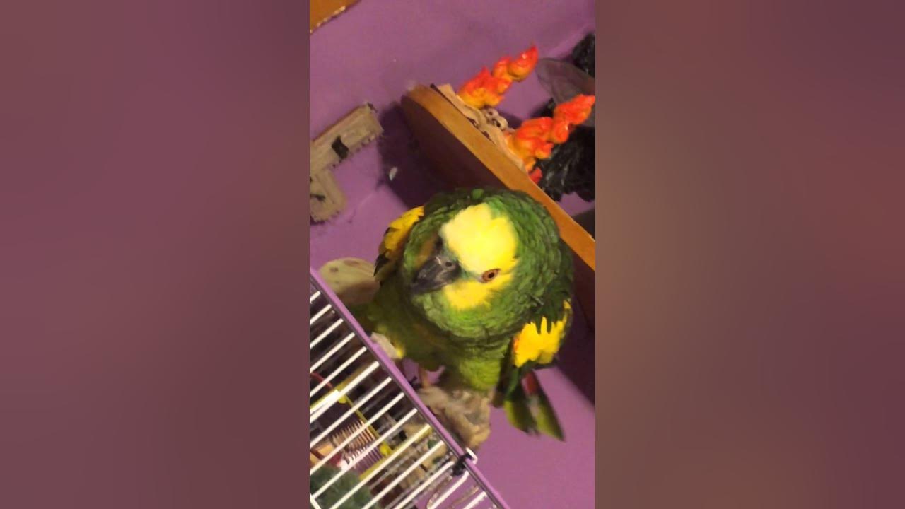 Blue fronted Amazon singing and talking YouTube