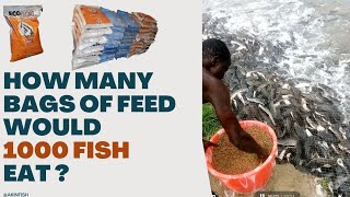 How many bags of feed would 1,000 FISH eat ?