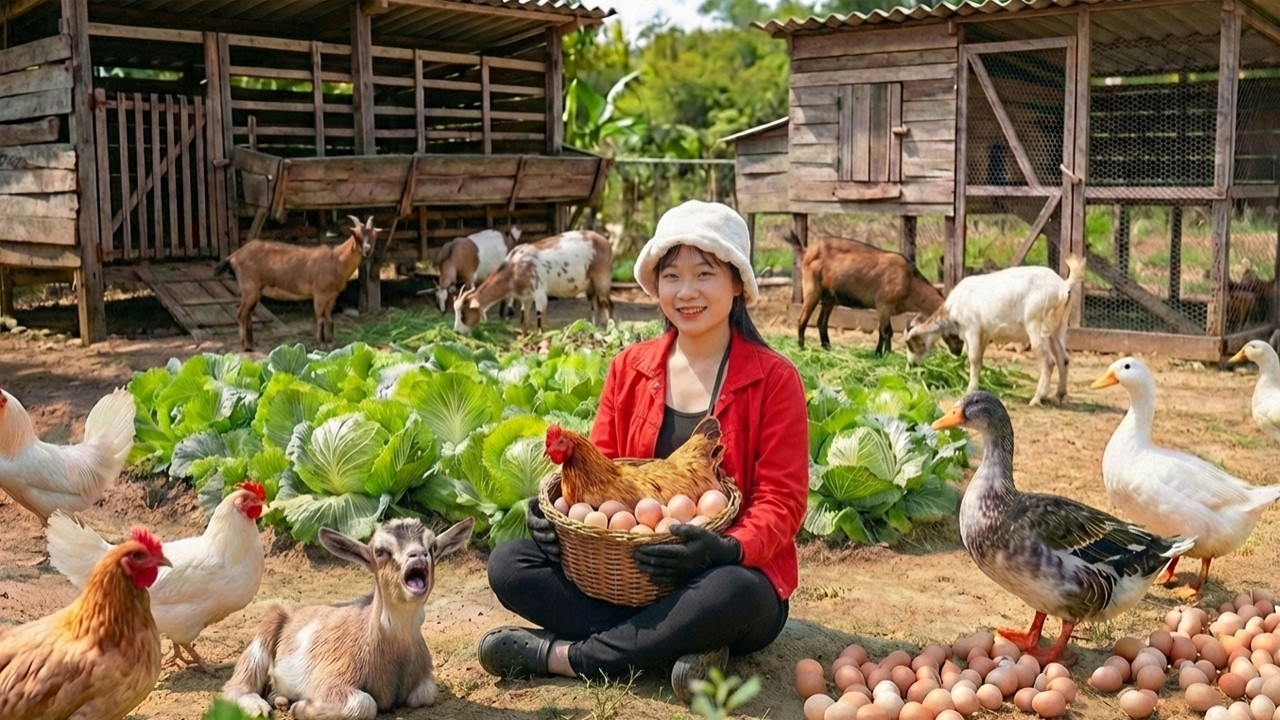 TIMELAPSE -- 365 Days Harvesting A Lot Of Cabbage, Goes To Market Sell | LIFE ON THE FARM