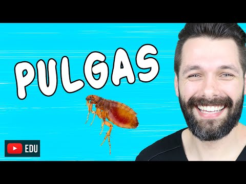 Vídeo: Como é uma pulga? Tipos de pulgas: descrição, foto