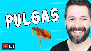 PULGAS - Ctenocephalides spp - PARASITOLOGIA | Biologia com Samuel Cunha