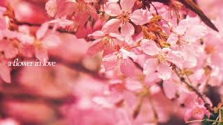 愛する花 A Flower in Love | Beautiful Cinematic Traditional Asian Music