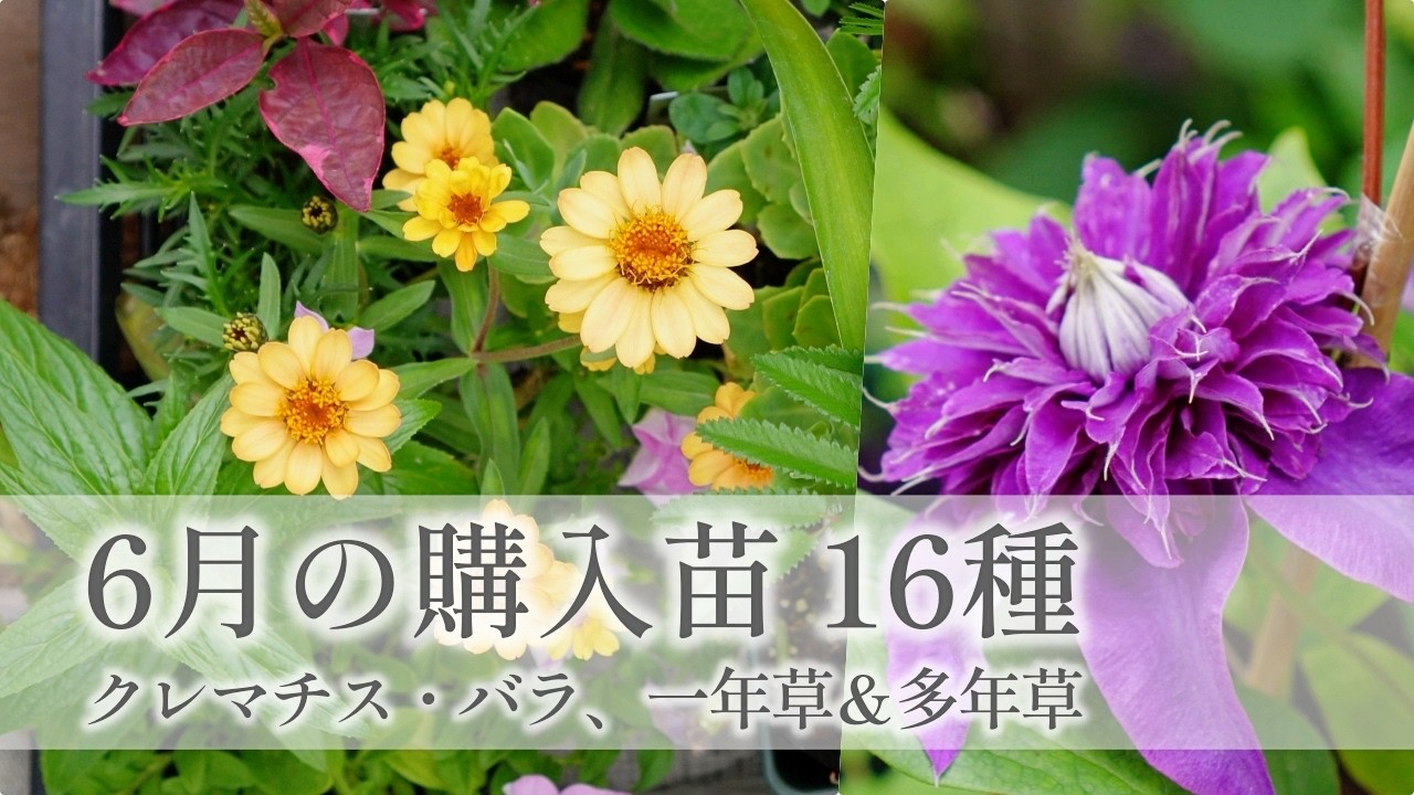 ☆☆moko-hitsuji クレマチス Seedlings purchased in June] Clematis Nightbird, Suisei No. 2