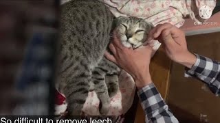 Watch till end how I finally removed leech from cat mouth