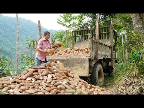 Giant cassava harvest: Hardworking girl and the cassava hill - Phùng Thị Chài