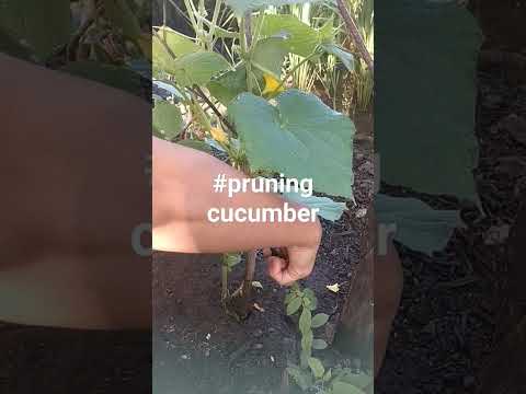 #agriculture #madaling paraan ng pag pruning ng cucumber para Malaki ang bunga #viralvideo #organic