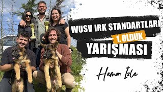 Wusv Irk Standartları Yarışması | Alman Kurdu Irk Standartları Yarışması | ACKISD Istanbul Show 2023