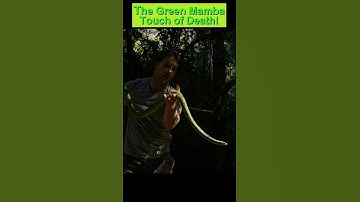 The Green Mamba: Touch Of Death! #mamba  #snake #nature  #africa  #naturedocumentary #wildlife