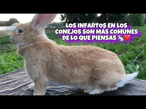 INFARTOS EN LOS CONEJOS