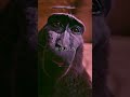 4K MONKEY RIZZ #shorts #monkey #rizz