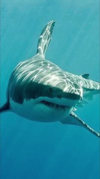 Why No Aquarium Has Great White Shark - YouTube