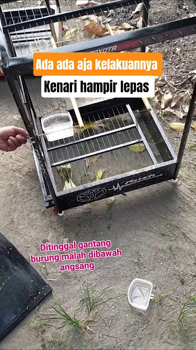 Emang ada aja kelakuannya #kenari #kenarihampirlepas #kicaumania