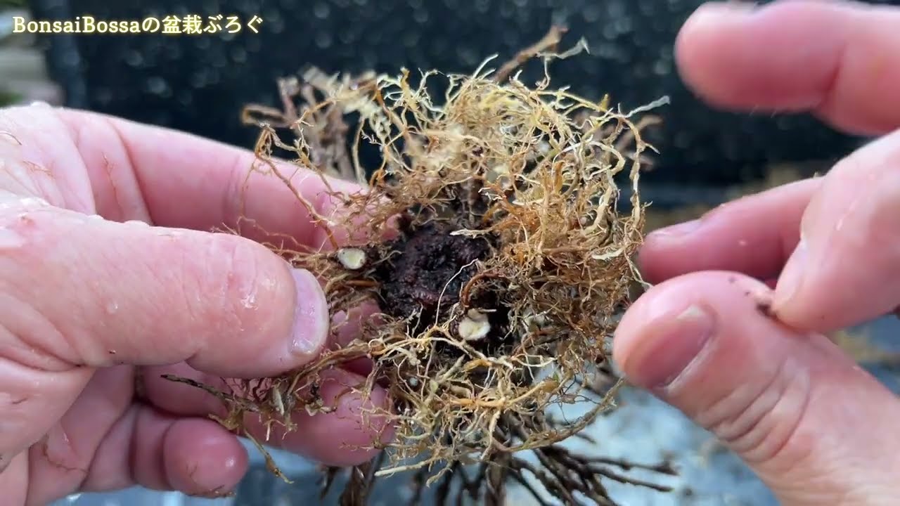 KED4】手前の太い根を処理せねば #盆栽 #bonsai - YouTube