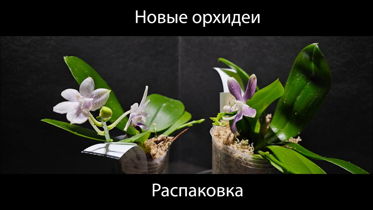 Распаковка новых орхидей! Превикур в Европе. Лучший сухой сфагнум мох #орхидеи #распаковка #orchid