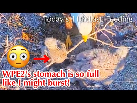 Winter Park Eagle Nest live cam preview