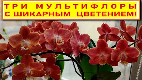ТРИ ДОЛГОЦВЕТУЩИЕ МУЛЬТИФЛОРЫ С ШИКАРНЫМ ЦВЕТЕНИЕМ. МУЛЬТИЦВЕТКОВЫЕ ФАЛЕНОПСИСЫ С ОБИЛЬНЫМ ЦВЕТЕНИЕМ