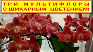 видео: ТРИ ДОЛГОЦВЕТУЩИЕ МУЛЬТИФЛОРЫ С ШИКАРНЫМ ЦВЕТЕНИЕМ. МУЛЬТИЦВЕТКОВЫЕ ФАЛЕНОПСИСЫ С ОБИЛЬНЫМ ЦВЕТЕНИЕМ картинка: ТРИ ДОЛГОЦВЕТУЩИЕ МУЛЬТИФЛОРЫ С ШИКАРНЫМ ЦВЕТЕНИЕМ. МУЛЬТИЦВЕТКОВЫЕ ФАЛЕНОПСИСЫ С ОБИЛЬНЫМ ЦВЕТЕНИЕМ