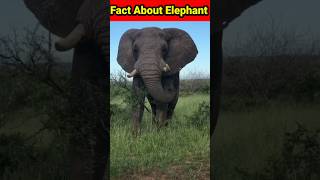 Amazing Facts About Elephant 😯#facts #shorts #viral #trending