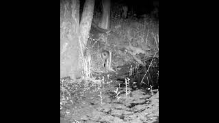Bobcat walks along pond shore, jumps to log