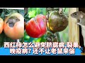 西红柿番茄总不红怎么办 又怎么避免脐腐病 裂果 晚疫病 还不让松鼠老鼠来偷吃呢 三招解决这些问题 西红柿番茄总不红怎么办 又怎么避免脐腐病 裂果 晚疫病 还不让松鼠老鼠来偷吃呢 三招解决这些问题