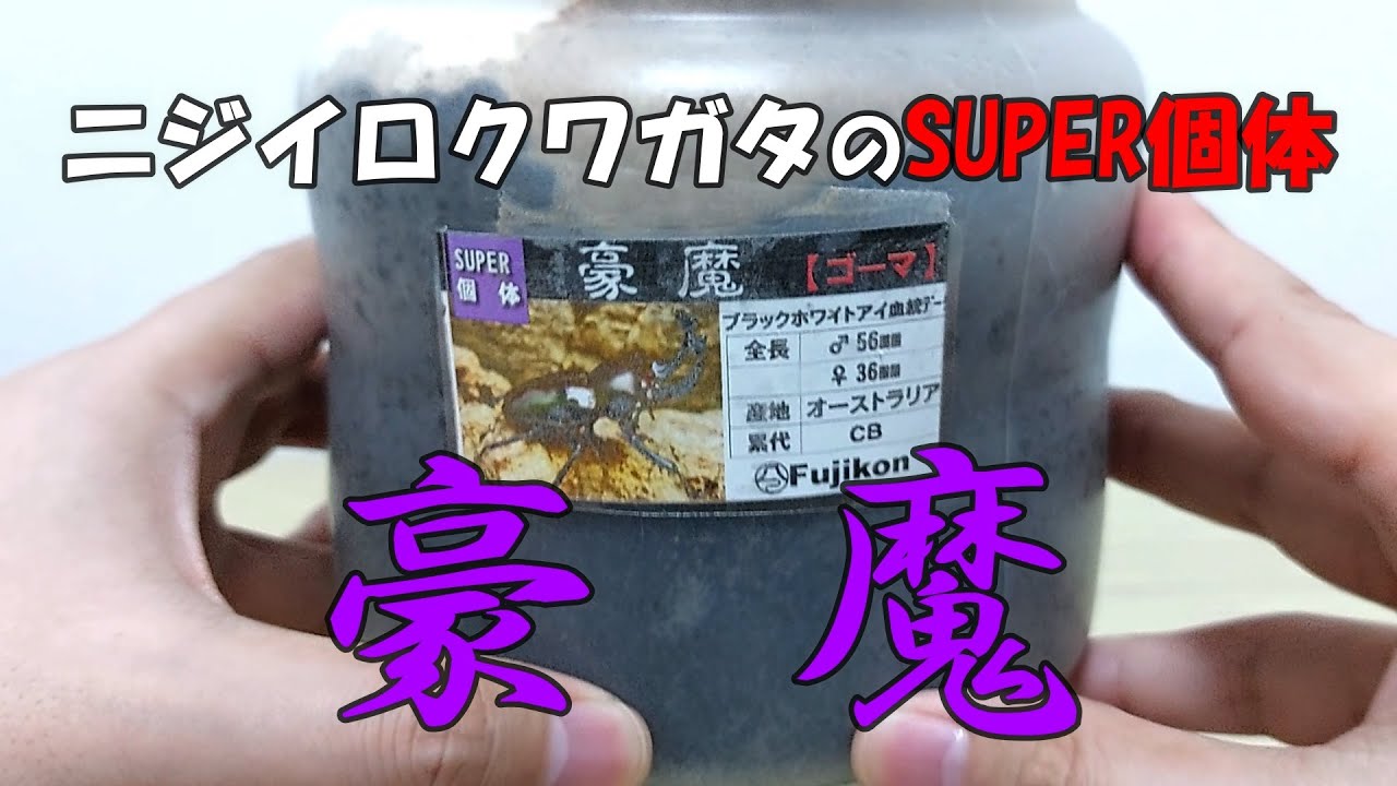 漂うダークヒーロー感】ニジイロクワガタのSUPER個体「豪魔」の成虫を