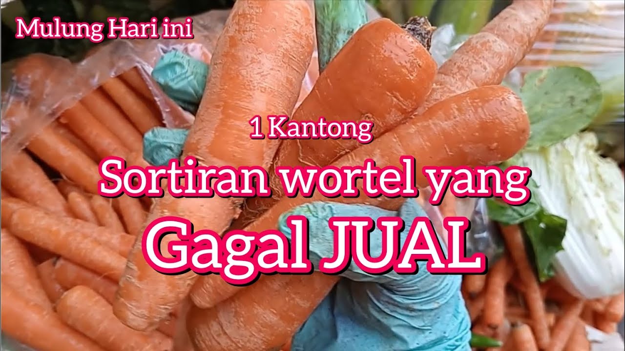 Mulung Sortiran Wortel yang gagal Jual ‼️