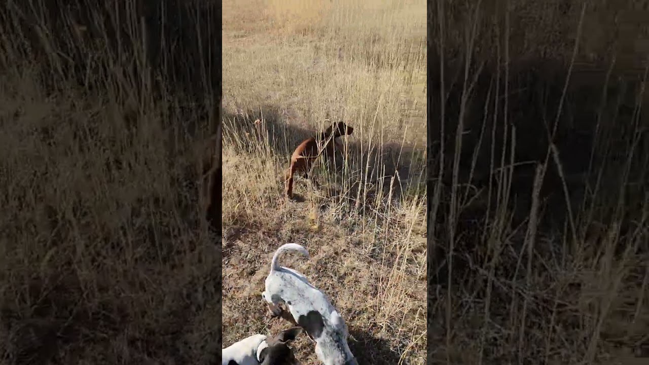 hound pups first bobcat scent drag 10 weeks old