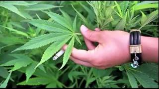 Eugene Cannabis TV #417 - ectv.417.110911