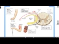 Understanding Reflex Arcs
