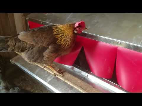 Ncbackyardcoops Chickencoops Chickencoop Plans