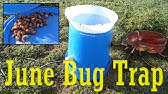 Japanese Beetles are free chicken protein - how to build an automatic feeder - YouTube