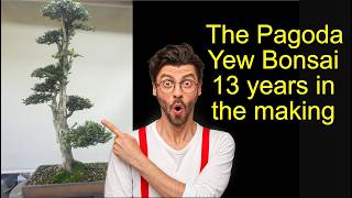 Creating  the Pagoda Tree Bonsai over 13 years