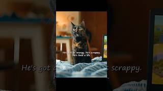 The stray cat she adopted turned out to be a man#shorts