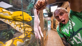 FEEDING ALL MY SNAKES AT MY REPTILE ZOO!! | BRIAN BARCZYK