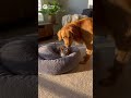 Lets Share Bed🥰🥰 #cutecat #cutedog #pets