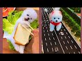 Funny and Cute Dog  😍🐶| Funny Puppy Videos #5