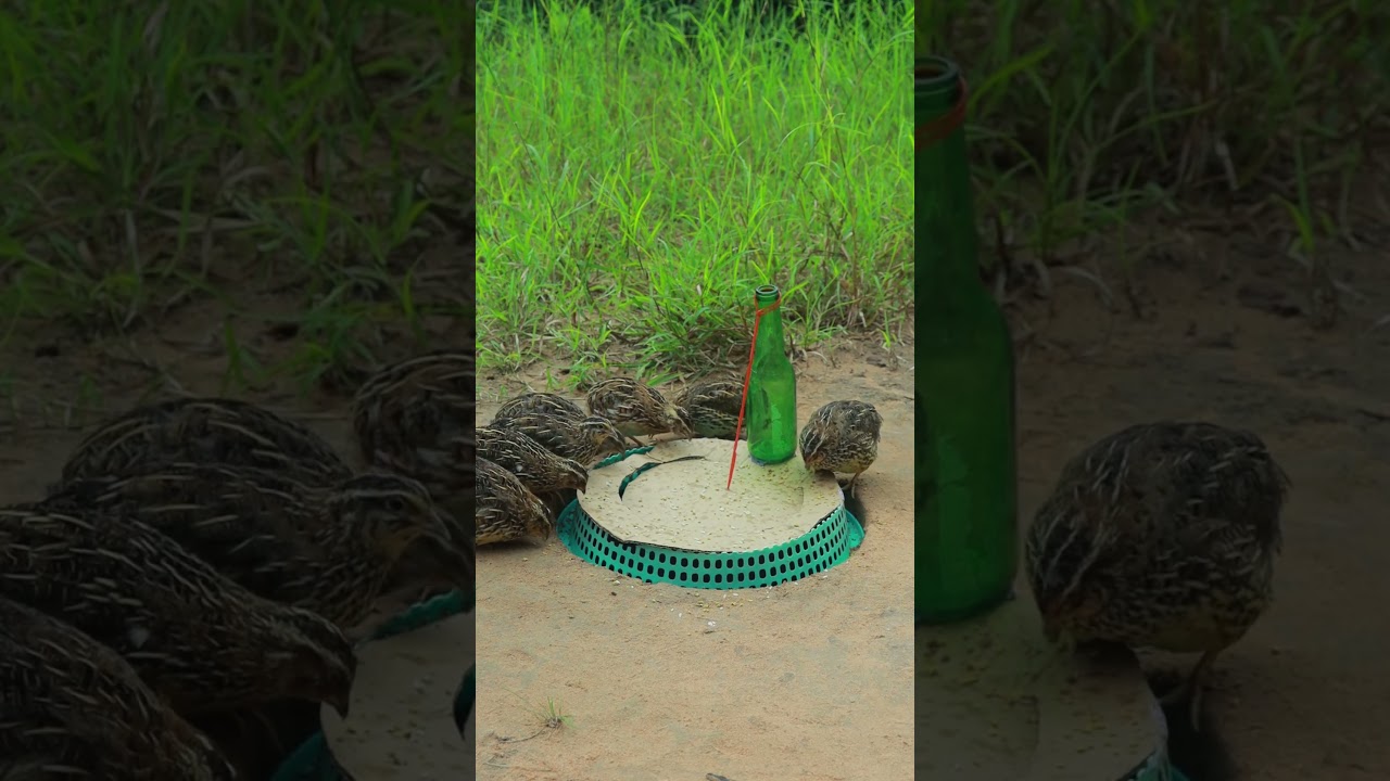 Unique DIY Auto Processing Underground Quail Trap Using Basket and Bottle 