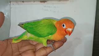 Beauty Of Green Fisher Opaline Baby