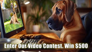 Enter Our Great Dane Video Contest - Win $500