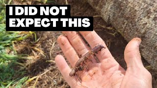 Easiest Way to Harvest Worms for Fishing (Using an Old Rug!)